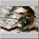 Osmia bicornis - Rote Mauerbiene m04.jpg